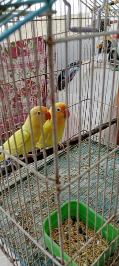 DECINO BONDED PAIR READY TO FIRST BREED