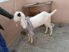 Bakra