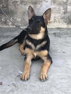 German shepherd