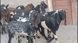 Goat / Bakra / Nagra Goat / Desi / / Bkary / Makhi Cheeni Goat