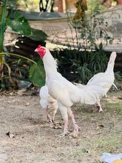 Aseel breeders for sale