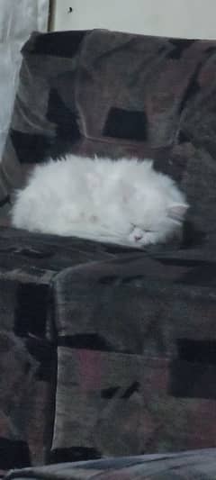 persian cat for adoption