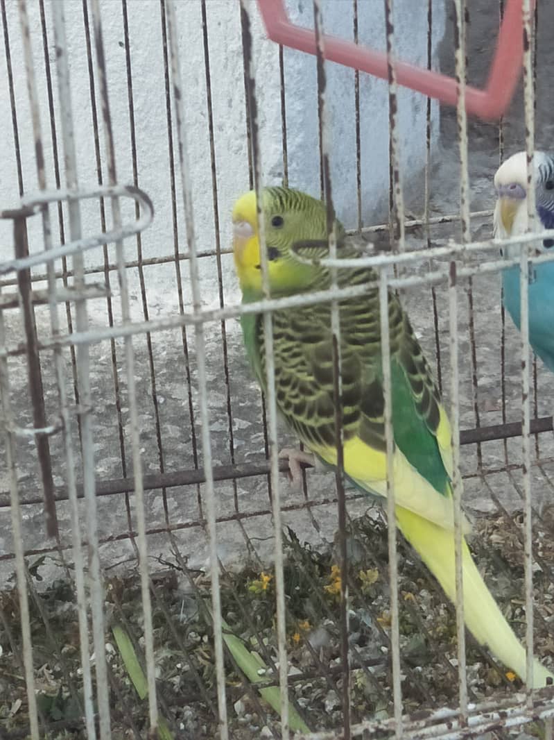 budgies with cage available with very low price 0