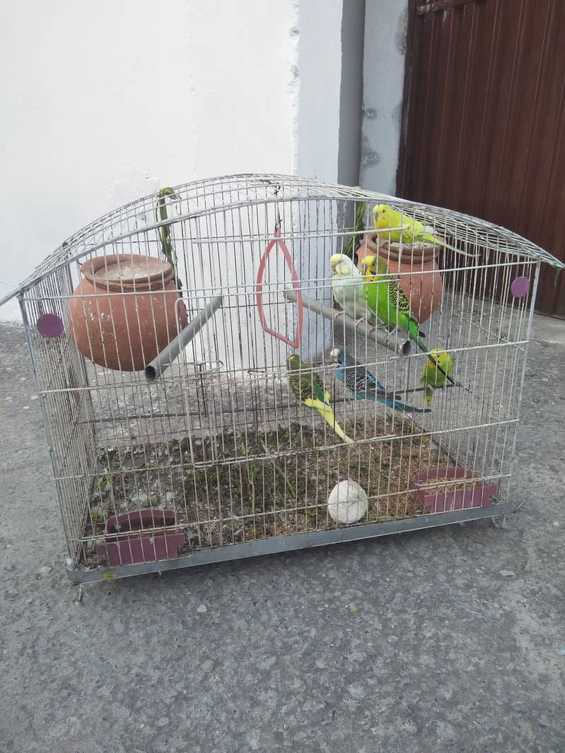 budgies with cage available with very low price 1