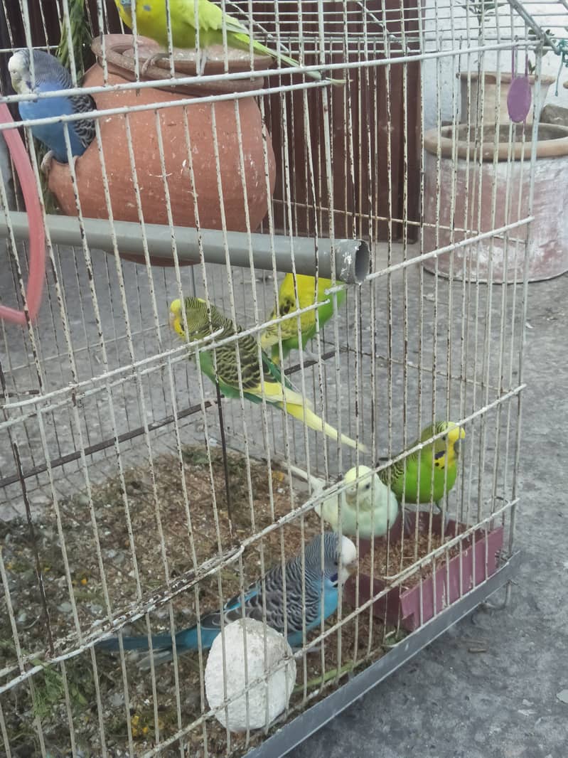 budgies with cage available with very low price 2