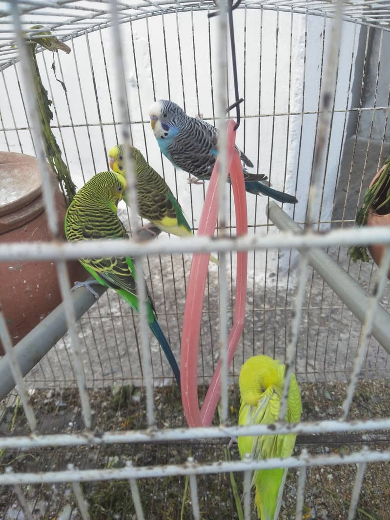 budgies with cage available with very low price 3