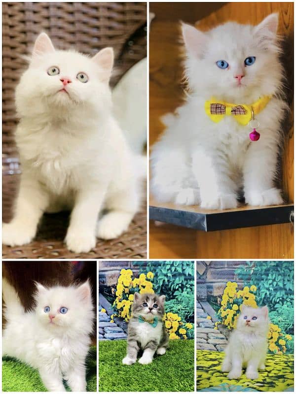 Persian Punch face triple coat cat Kitten 1