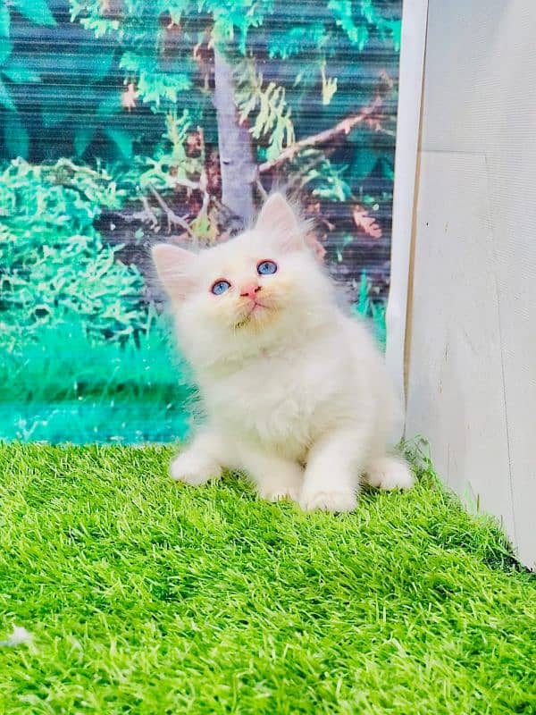 Persian Punch face triple coat cat Kitten 5