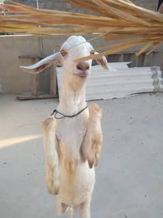 bakri