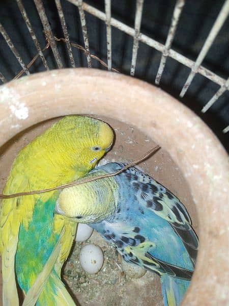 Australian parrot for sale 0