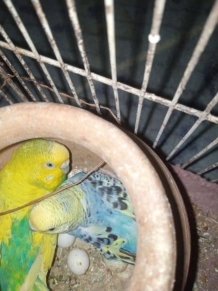 Australian parrot for sale 1