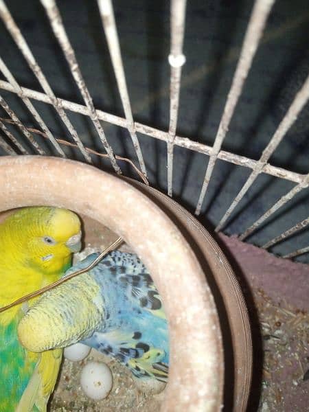 Australian parrot for sale 2