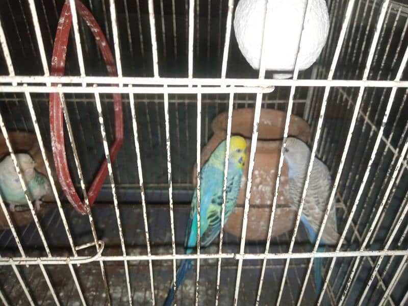 Australian parrot for sale 4