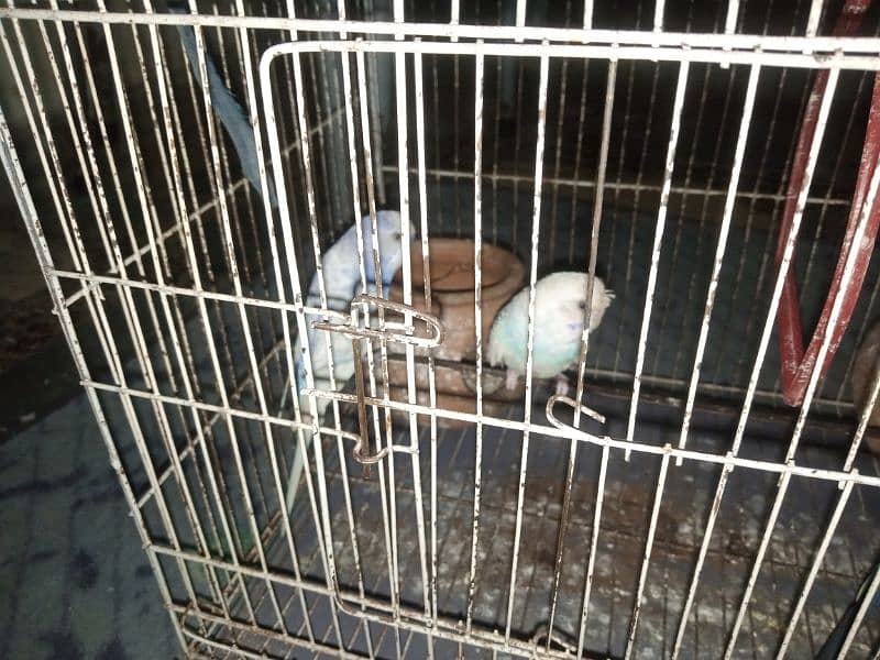 Australian parrot for sale 5