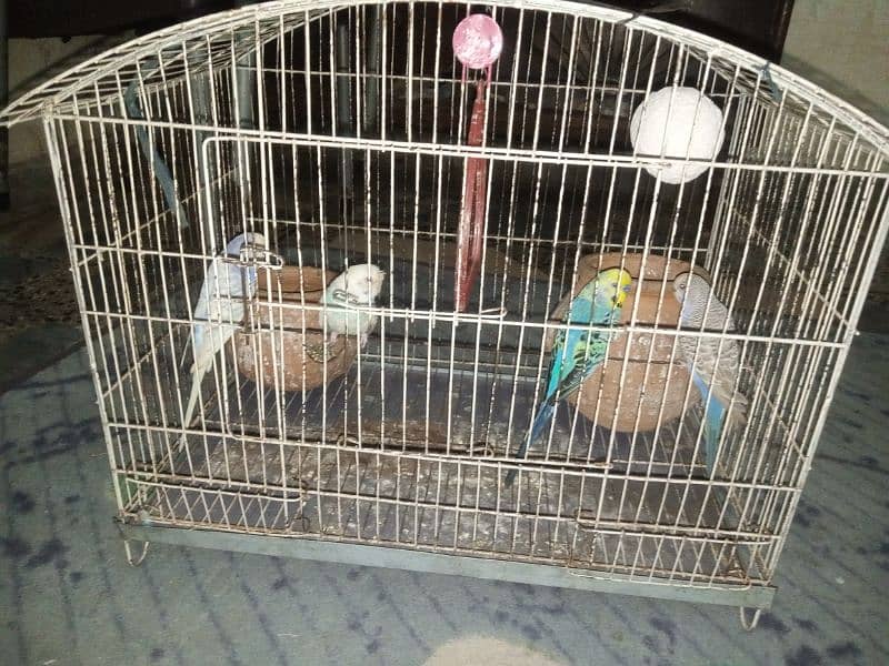 Australian parrot for sale 6