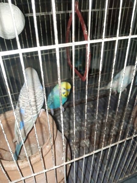 Australian parrot for sale 7