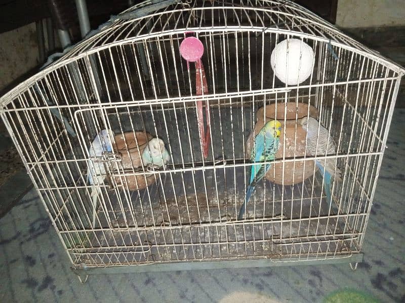 Australian parrot for sale 8