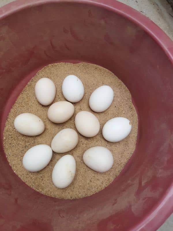 white heera aseel eggs for sale 0