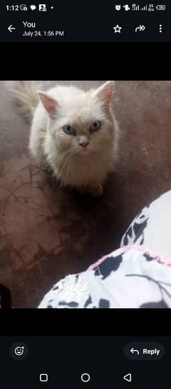 Urgent Persian Male Cat