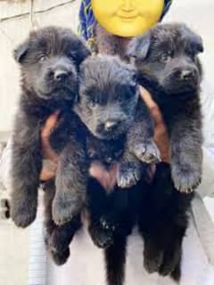 Pedigree long coated black German Shepherd puppies available for sale