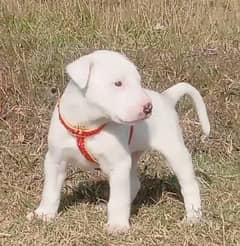 Kuwati gultair male age 2 month available