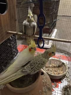 active and healthy breeder cockatiel