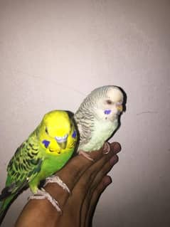 hand tame parrot red eyes