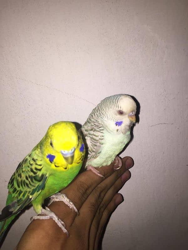 hand tame parrot 3