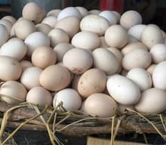 Desi eggs for Sale | Ghr ki murgio k Desi Andy