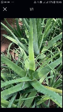 alovera leave and plants