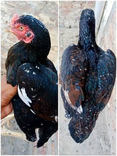 2 pure aseel hen for sale ready for breed per hen 5000