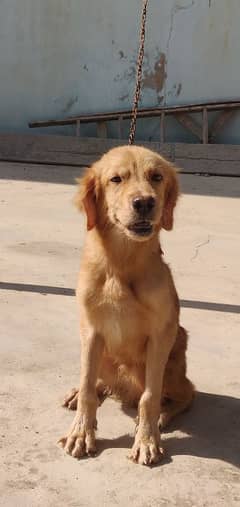 golden