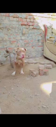 American bully brader female