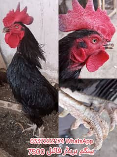 Aseel Bengum | Aseel hen | murgha for sale