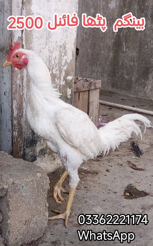 Aseel Bengum | Aseel hen | murgha for sale 3