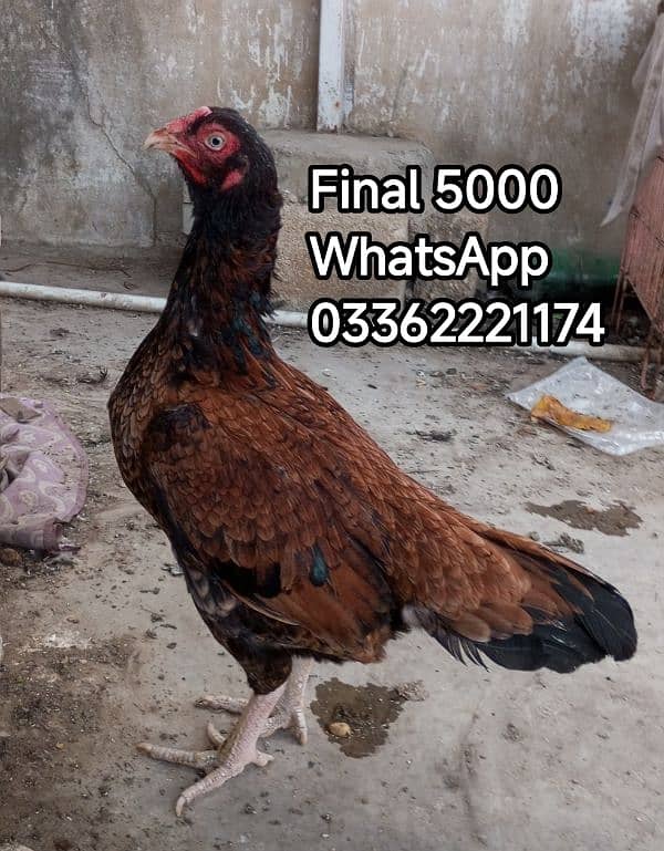 Aseel Bengum | Aseel hen | murgha for sale 4