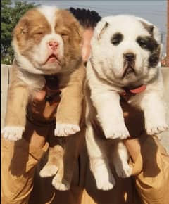 Alabai dog | King Alabai pair | security dog for sale | Alabai Breed