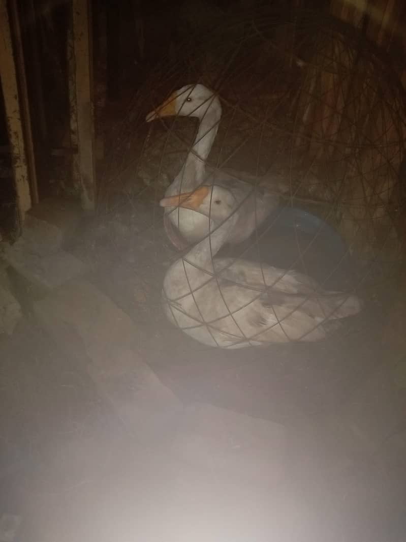 Long neck ducks for sale 0