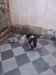 Female Pitbull for sale in Karachi