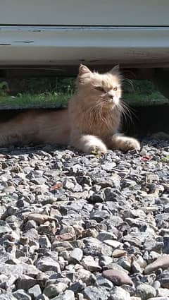 Persian Cat male