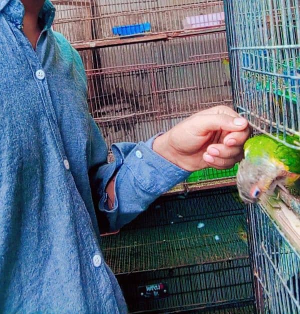 Piniple kanor & Green Chick kanour Available in Reasonable Price 3