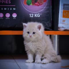 Persian Kitten