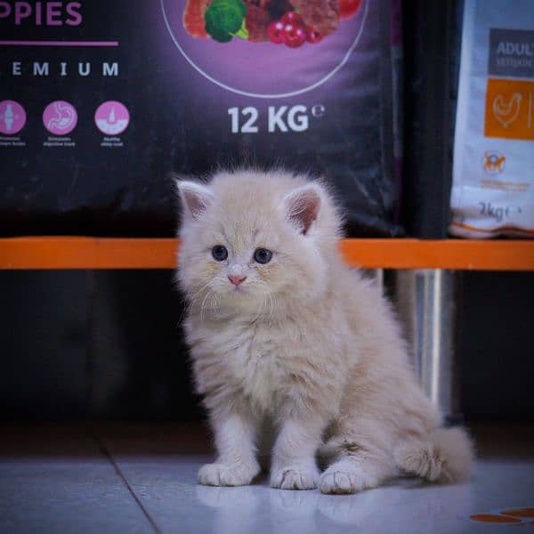 Persian Kitten 0