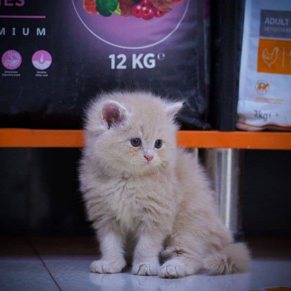 Persian Kitten 1