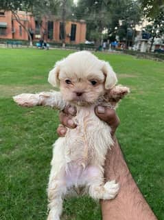 Adorable Shih Tzu Puppies for Sale – Fully Vaccinated!