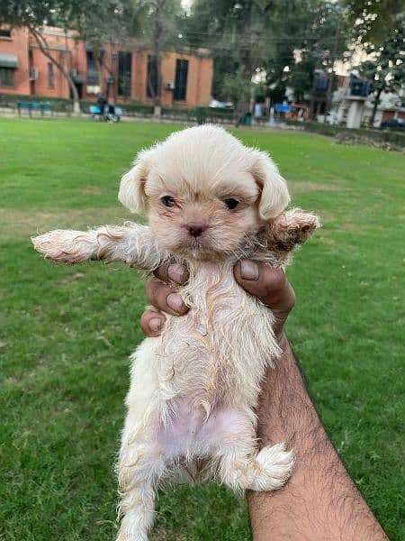 Adorable Shih Tzu Puppies for Sale – Fully Vaccinated! 0