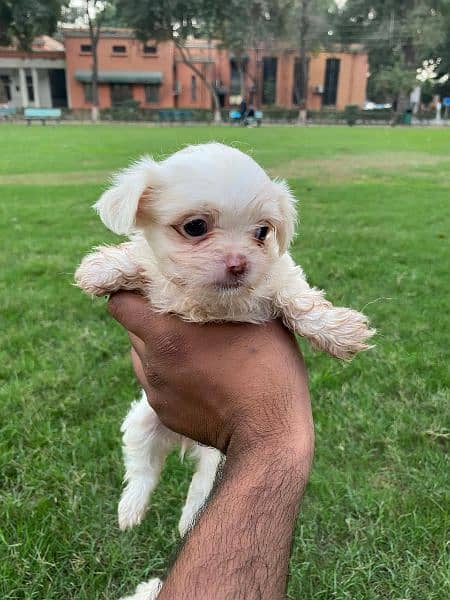 Adorable Shih Tzu Puppies for Sale – Fully Vaccinated! 1