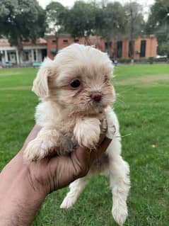 Adorable Shih Tzu Puppies for Sale – Fully Vaccinated!