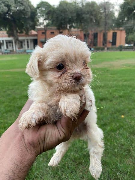 Adorable Shih Tzu Puppies for Sale – Fully Vaccinated! 3