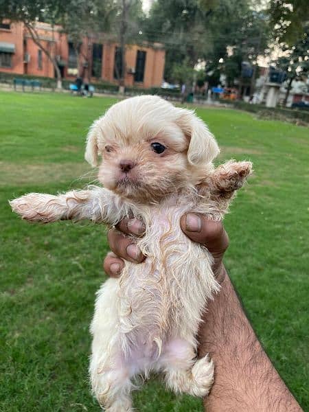 Adorable Shih Tzu Puppies for Sale – Fully Vaccinated! 4